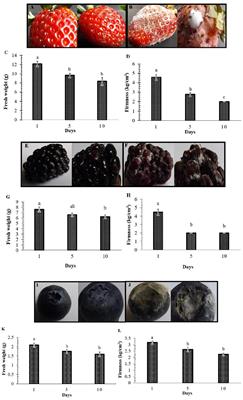 Functional and Genomic Analysis of Rouxiella badensis SER3 as a Novel Biocontrol Agent of Fungal Pathogens